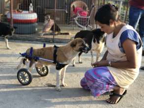 Help us help the needy animals