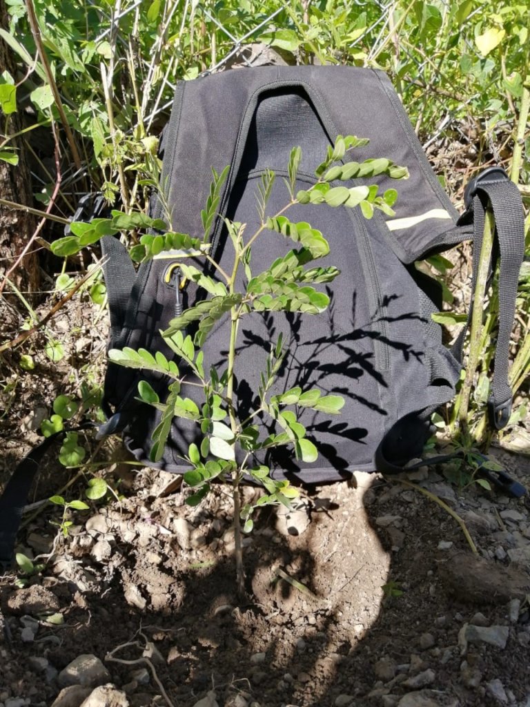 Tara plant