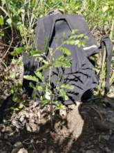 Tara plant