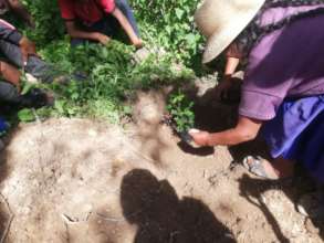 planting Tara seedlings