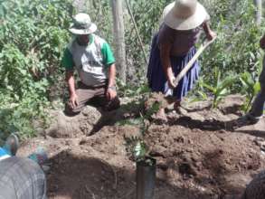 planting Tara seedlings