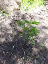 Tara plant