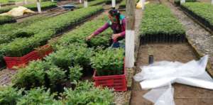 Tara seedlings