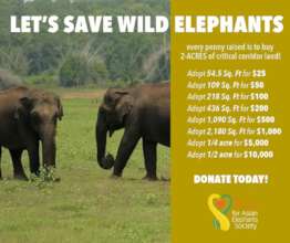 Adopt a Piece of Land and Help Save Elephants