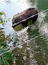 The Pregnant Elephant Died Standing in the Lake