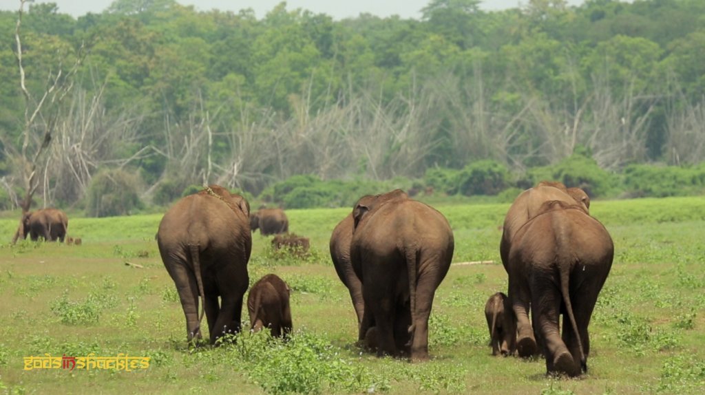 The Kerala Corridor Project 4 Wild Asian Elephants
