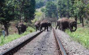 Railway tracks cutting through the forest