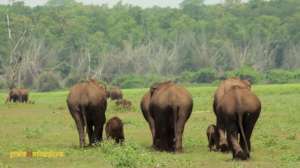 Elephants are Born to Roam Wild