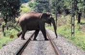 The Kerala Corridor Project 4 Wild Asian Elephants