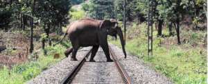 The Kerala Corridor Project 4 Wild Asian Elephants