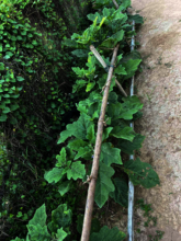 TLC assists in the creation of home gardens.