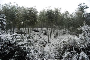 A beautiful, snowy sea of bamboo atop Mogan Mtn