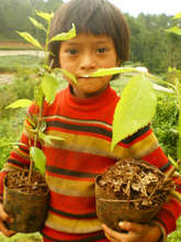 GECKO in Yunnan Province