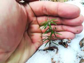 Sapling