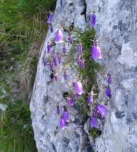 Flowers of Carpathia