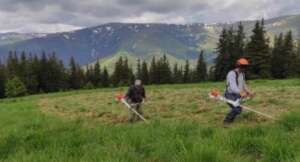 Mowing invasive grasses