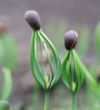 Dwarf pine saplings