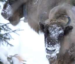 Bison