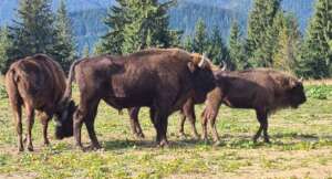 European Bison