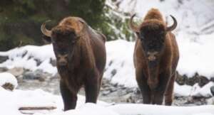 Bison