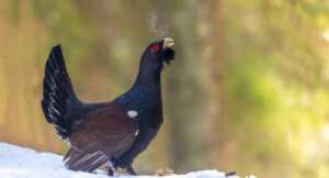 capercaillie