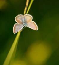 Carpathia