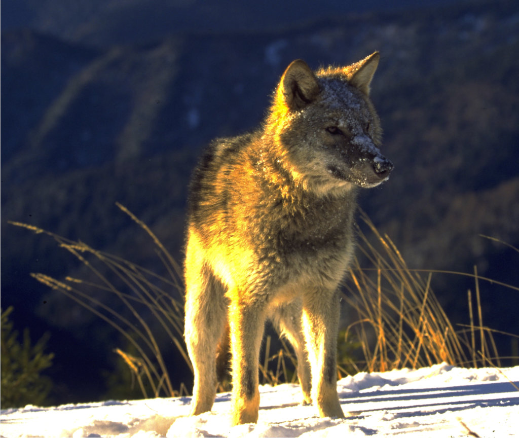 Protect Biodiversity in Romania