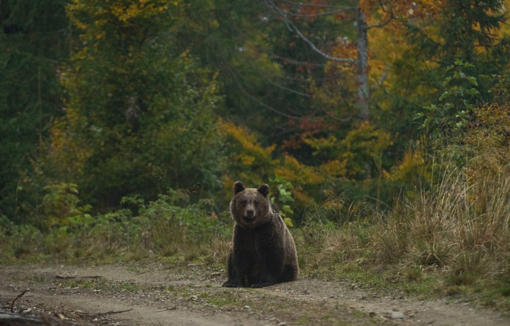 Protect Biodiversity in Romania