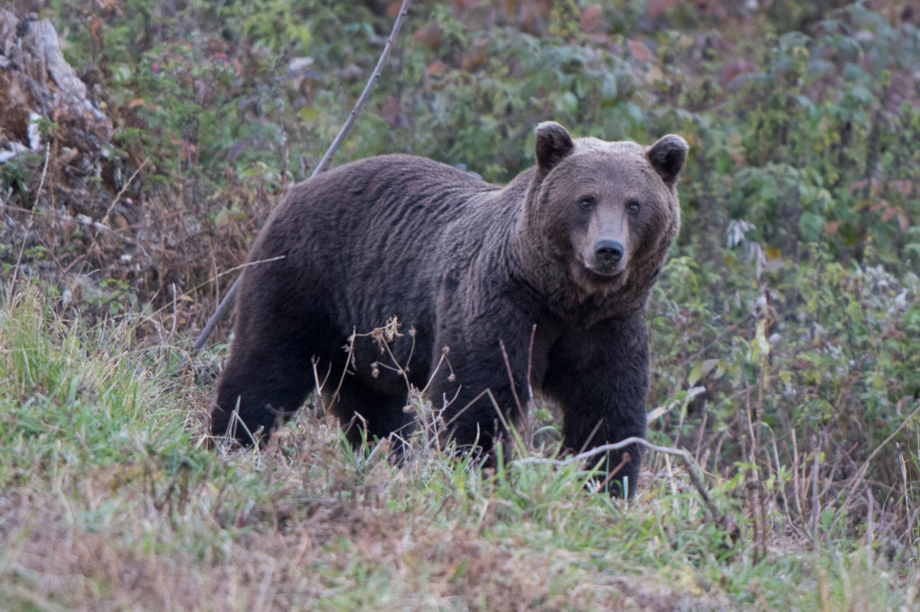 Protect Biodiversity in Romania