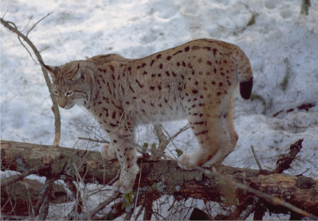 Protect Biodiversity in Romania