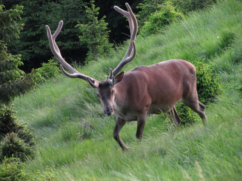 Protect Biodiversity in Romania