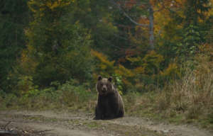 Brown bear