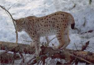 Eurasian lynx