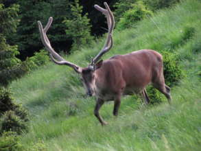 Stag