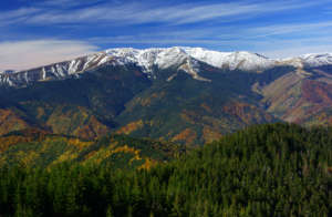 Natural forest of the Fagaras Mountains