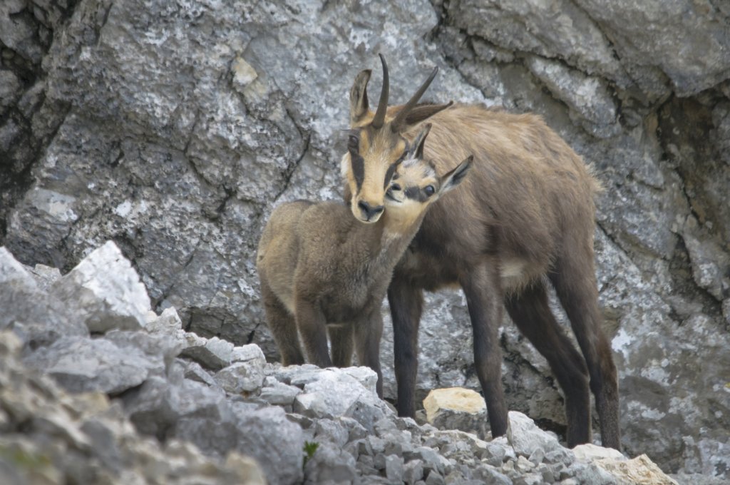 Protect Biodiversity in Romania