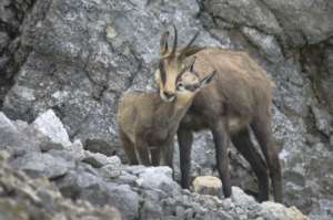Protect Biodiversity in Romania