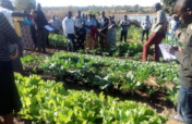 Nutrition for 400 poor households in rural Zambia