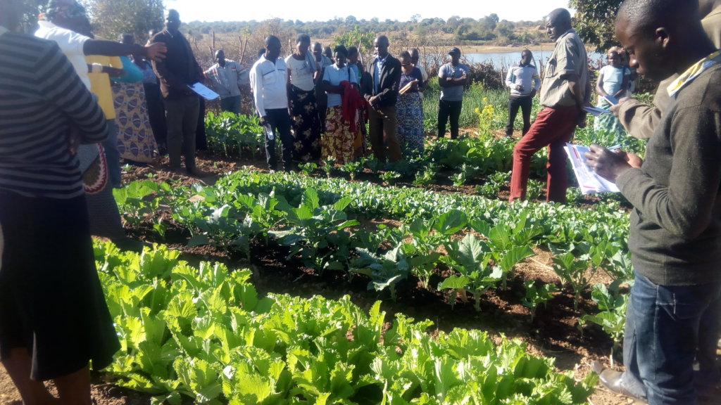 Nutrition for 400 poor households in rural Zambia