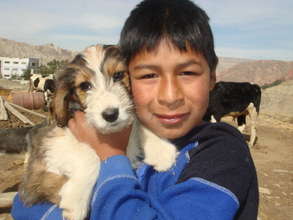 Caring for a puppy