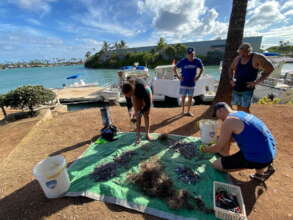 Deadly lead & line removed from coral by Oahu crew