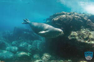 This is why we do what we do! Monk seal...