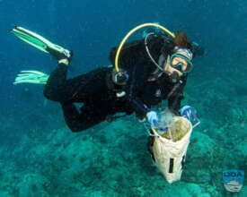 ODA diver removes abandonded fishing line.