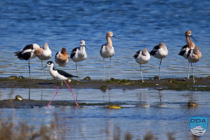 ODA defends 200 bird species in wildlife refuge!