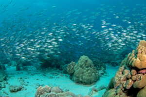 Thanks for helping their habitat be debris-free :)