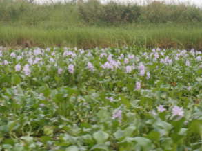 Water hyacinth