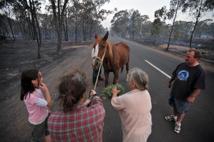 Aus Animal Disaster Aid