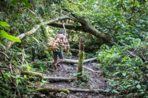 Photo Courtesy of the Javari Project