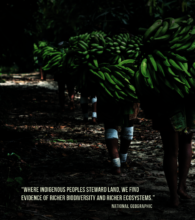 Courtesy The Javari Project