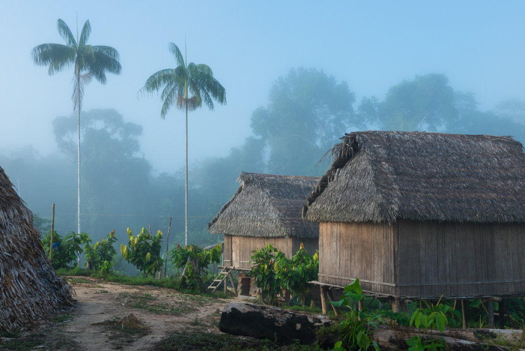 Protect the Amazon Rainforest and its Guardians